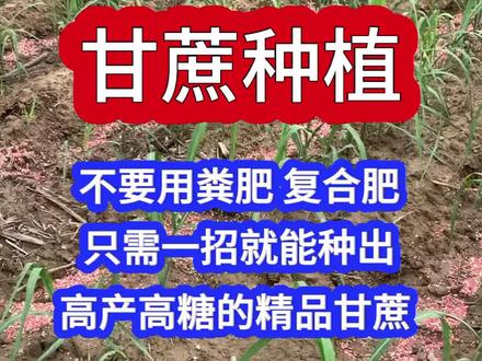 给甘蔗施肥,不要用粪肥,复合肥,只需一招就能种出高产高糖的精品甘蔗#甘蔗底肥宝#甘蔗种植#甘蔗管理#甘蔗施肥