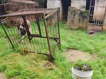 150斤的中亚猎狼犬与斗犬之王比特,谁更厉害