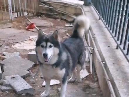 分享我多年来跟狗子吵架的经验,希望能帮到大家❤️