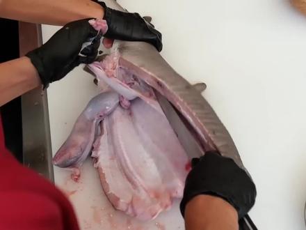 土豪花8000买一条小鲨鱼,谁想切开后还能挣扎,给厨师都吓到了