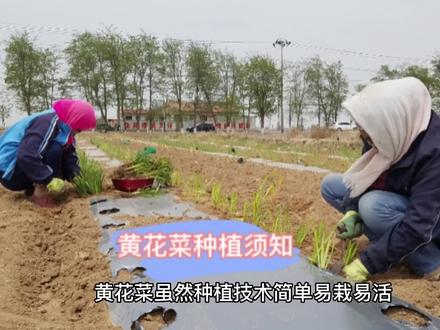 #传播农业小知识 #新农人计划2023 #抖音助农 #黄花菜种植 #黄花菜种苗 黄花菜种植前需考虑的几个因素。纯干货原创分享!希望能帮助到想种植黄花菜的每一位新农人!