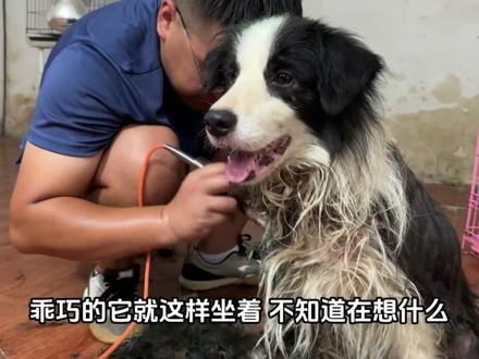 边牧浑身被油漆浇灌,身上多处伤口惨遭虐待,得知真相让人气愤