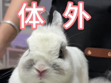 2月12记录体外驱虫啦 #宠物兔 #养兔人