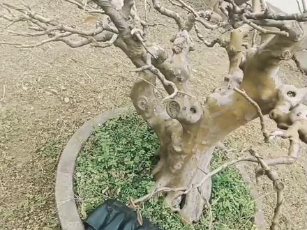 木瓜海棠修剪细节第二季(高85 冠幅95 跟径38cm)盆龄21年#盆景制作 ##盆景艺术 #造型盆景 #老桩盆景