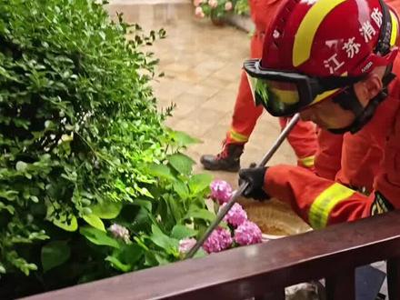 小蛇钻入花园“簪花”打扮,消防员迅速“收服”