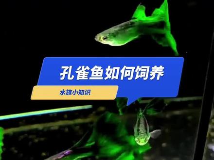 孔雀鱼如何饲养才能繁殖爆缸呢?#孔雀鱼 #水族 #养鱼养心