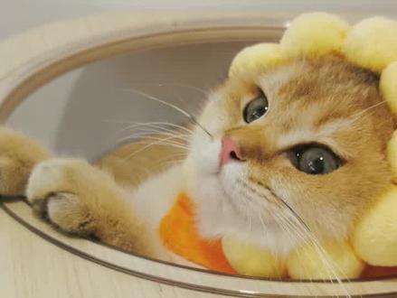 挣猫粮的方法有了,你学会了吗?#猫咪 #巨量星图 @巨量星图小助手