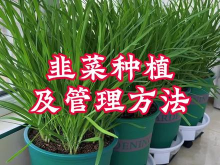 照我这样做,封闭阳台也能把韭菜养好#盆栽韭菜#阳台种菜#韭菜种植#种植小技巧