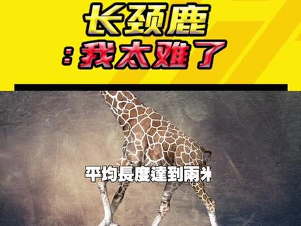 长颈鹿暴走了吗?怎么一脚把狮子踢骨折了!?#神奇动物在抖音 #科普 #动物 #涨知识