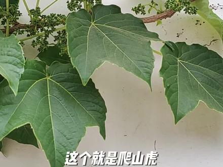 爬山虎,葡萄科地锦属