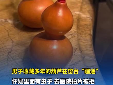 11月17日(发布)辽宁沈阳。男子收藏多年的葫芦在窗台“蹦迪”,怀疑里面有虫子,去医院拍片被拒。“医生建议去宠物医院看看”。#葫芦娃 #文玩葫芦 (沈阳e工会)