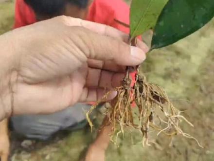 红叶石楠扦插掀膜#新农人计划 #阿丰聊种植 #新品种红叶石楠 #扦插育苗 #苗木种植基地