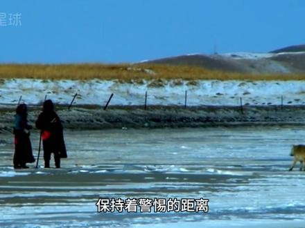 李微漪格林最后结局 我靠近你,因为你是我妈妈,我远离你,因为你是人类#重返狼群 #李微漪与格林 #动物世界 #治愈 #人与自然