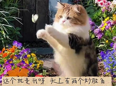 这个就是我呀! 这个就是我呀 头上有两个妙脆角
然后呢 可以变成豹小兔 也可以
变成豹小狗 然后呢 鼻子是一个
香菇切片 也很可爱哒
#猫咪与花园 #猫咪与花的治愈瞬间 #这个就是我呀 #一花一草一猫一世界 #猫咪花园系列