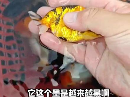 #观赏鱼 #兰寿金鱼 #养殖 #抖音助农 #花卉绿植 兰寿五六选以后怎么还会有商品鱼?