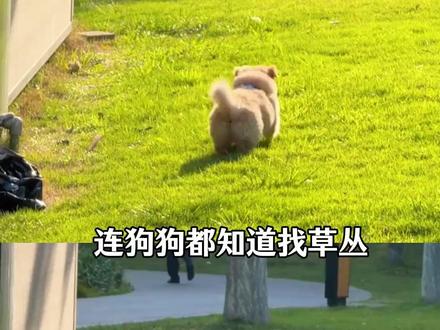 bro真以为全世界都是厕所和烟灰缸#随地大小便 #素质 #小区