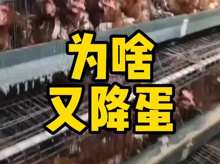 频繁降蛋为哪般?看完视频,请对号找原因#蛋鸡养殖 #疾病预防 #增强抵抗力提高免疫力