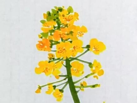 国画油菜花的画法#国画教程 #国画花鸟#零基础学画画 #国画