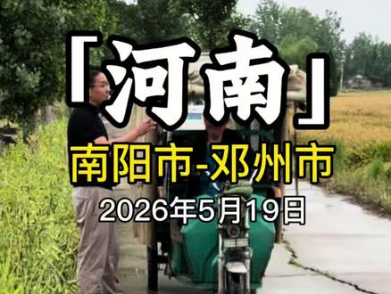 河南南阳小麦收割情况#跨区收割记录 #收割机 #河南小麦现状 #种田大户 #小麦抢收