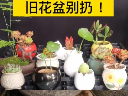 喜欢养花的每个人家里应该都有一些旧花盆,放着占地方丢了又可惜。何不让它换个方式陪伴着你呢🔥#花卉绿植 #养花小知识 #分享家庭养花知识 #养花 @DOU+小助手 @抖音小助手