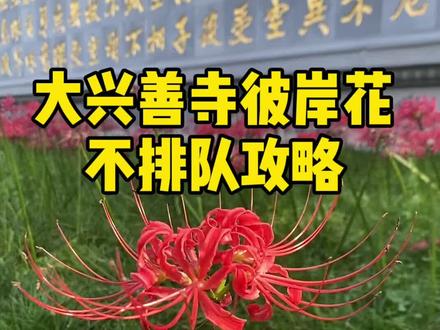 大兴善寺的彼岸花火了,免排队攻略来了,快点艾特你的朋友一起去打卡吧。#西安旅游攻略 #大兴善寺彼岸花