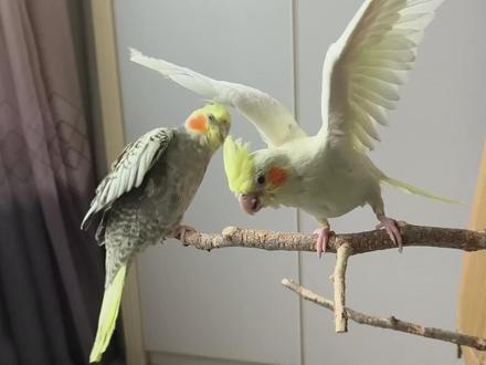 家有萌宠手养鹦鹉珍珠公玄凤黄化玄凤吹口哨玄凤公母对比区别很大 #玄凤鹦鹉 #玄凤日常 #手养鹦鹉 #手养玄凤鹦鹉 #鹦鹉小白 #鹦鹉鹦鹉萌萌哒逗鹦鹉 #手养鸟 #萌宠鹦鹉 #鹦鹉公母 #鸟