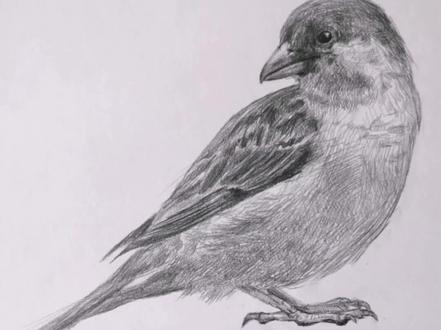 素描画麻雀,构图上画多大合适 #零基础学画画 #画画 #手绘 #学画画 #绘画 #素描