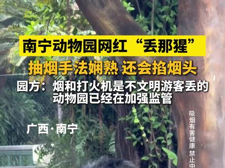 南宁动物园网红“丢那猩”,抽烟手法娴熟,还会掐烟头,园方:烟和打火机是不文明游客丢的,动物园已经在加强监管#丢那猩 #大猩猩 #动物园