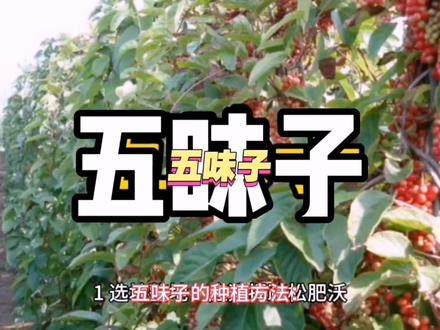 五味子的种植方法#种植#农业技术#五味子
