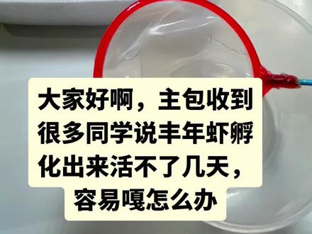 水母饲养攻略看这里!丰年虾系列 水母喂食方法跟丰年虾的储存方法#水母 #水母饲养 #丰年虾