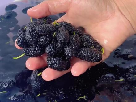 女人的大补醋,桑葚醋每天喝一点 #食养#养生健康小知识