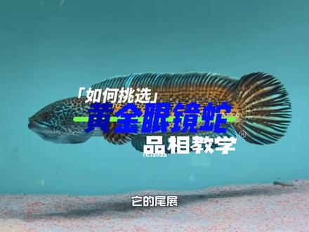 眼镜蛇雷龙如何挑选 全网最细黄金眼镜蛇品相挑选,学会再也不会被割韭菜#黄金眼镜蛇雷龙