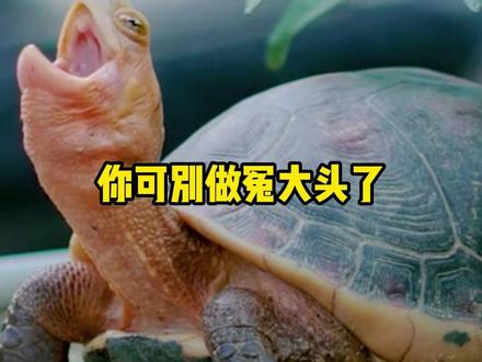 买龟别做冤大头,这些崩盘的乌龟,值得推荐#龟龟🐢 #养龟日常 #乌龟 #养龟人