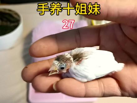 手养十姐妹保姆鸟:温暖雏鸟心,人工喂养情#手养鸟 #萌宠