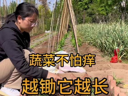 蔬菜不怕痒,越锄它越长,什么时候需要划锄,有什么好处呢?#种植小技巧 #关注我一起学种菜 #三农