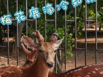 你知道梅花鹿为什么和人亲近吗#神奇动物在抖音 #梅花鹿 #动物 #五一去哪儿 #人与动物和谐共处