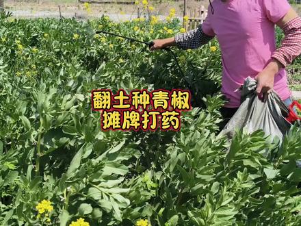 翻土种青椒,摊牌打药#记录真实生活 #我的乡村生活 #抖音商城#种菜#新农人计划