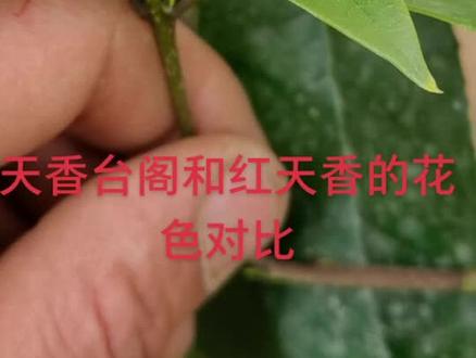 #桂花。天香台阁和红天香同环境下的直接对比。欢迎参加讨论@DOU+小助手