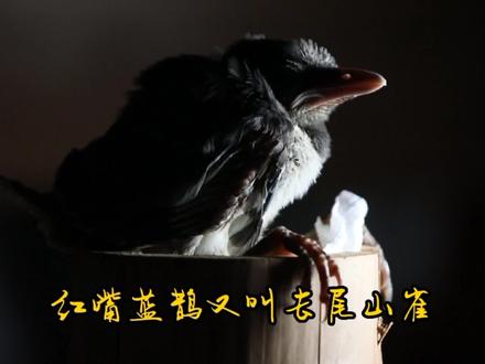 鸟市上看来一只可爱的“小鸡崽”忍不住撸回来了 #雏鸟 #奇妙的动物 #红嘴蓝鹊