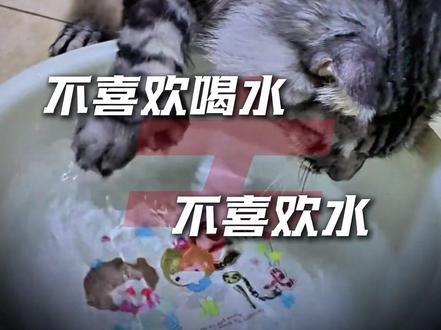 缅因猫不喜欢喝水不代表不喜欢水#缅因猫 #缅因猫冷知识#缅因猫日常