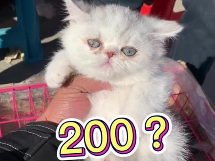 今天在#宠物市场 遇到的这个#加菲猫 不常见哦,你们觉得多少能拿下?#喵星人 #猫 #英短