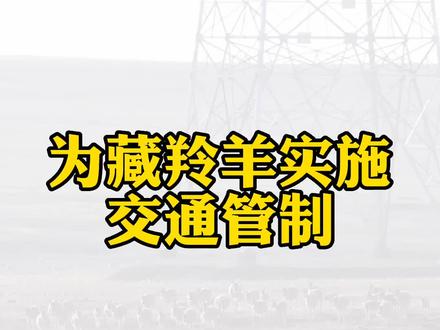 青藏公路:藏羚羊过马路,临时交通管制来了!#爱护大自然保护野生动物
