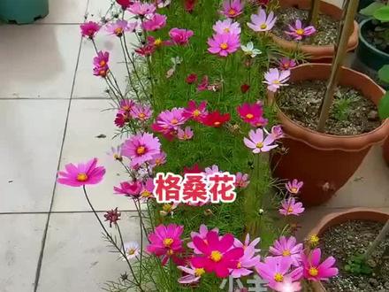 格桑花波斯菊扫帚梅花种子 #波斯菊 #格桑花 #花种子