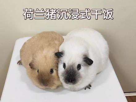 荷兰猪干饭第二弹!看看猪猪今天都吃了啥?#荷兰猪 #豚鼠 #贪吃的小家伙 #天竺鼠车车 #日常投喂