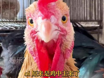 谁都可以分享生活,包括已经修成人形的鸡王 (cr.@向田(我不是鸡王) )#万万没想到 #抽象 #搞笑 #养鸡技术 #科学养鸡
