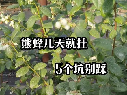 熊蜂干几天活就挂了,原因竟然是这个 #熊蜂授粉 #蓝莓种植 #熊蜂 #农业知识