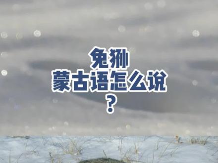 兔狲蒙古语怎么说?#知识分享 #兔狲