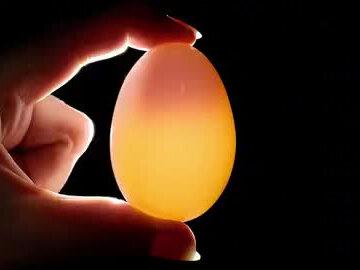 #初中生物 八下 鸟卵的结构