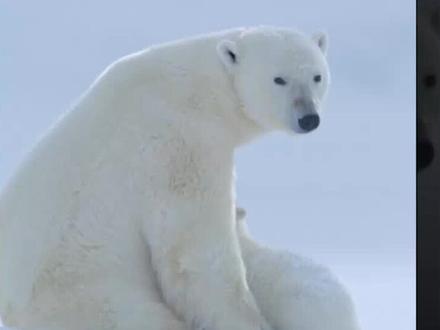 第17集丨生活在北极的小可爱北极熊#北极熊 #动物 #北极熊纪录片