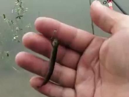 “泥鳅党”一次用百斤泥鳅打窝,这真能回本吗?可别低估了泥鳅! #动物 #野生动物 #泥鳅